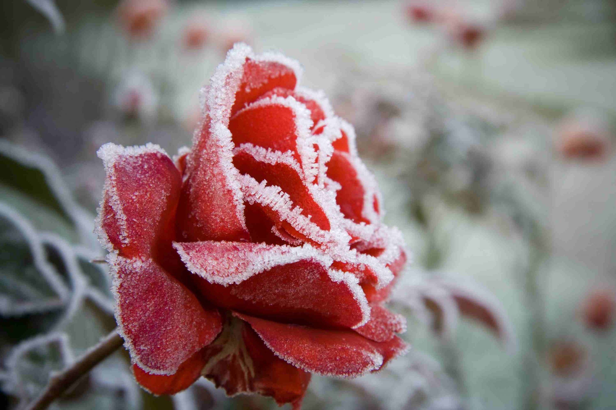 A rose blooms in winter